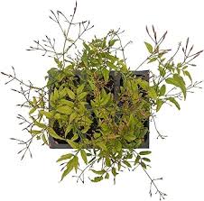 Image result for Aframomum polyanthum
