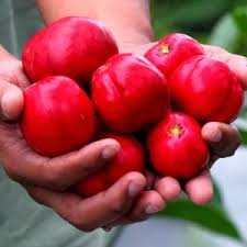 Manakala kulit buah mahkota dewa mengandungi alkaloid, saponin dan flavonoid. Mahkota Dewa 20 Rahasia Kesehatan Herbal Asli Nusantara