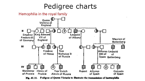 solved genetics below is a pedigree chart illustrating th