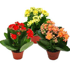 Image result for Kalanchoe rosalina