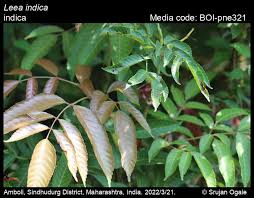 Image result for Leea