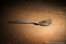 Nigeria to northern south africa. Pennant Winged Nightjar