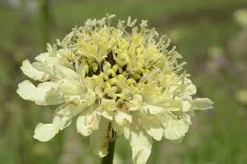 Image result for Cephalaria