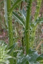 Image result for Carduus nyassanus