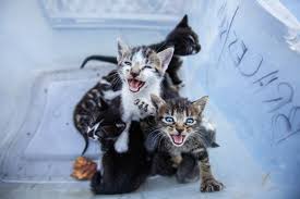 Los angeles is a sprawling city named as the center of the television and film industry for the nation. Coronavirus Economic Woes Could Overwhelm Animal Shelters Los Angeles Times