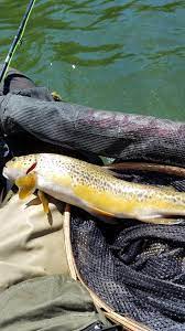 Click for a utah fishing report. Tiger Trout Time Kent Lake Utah Flyfishing