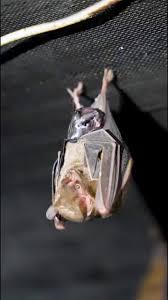 @r2d2c3poaccos video Tweet