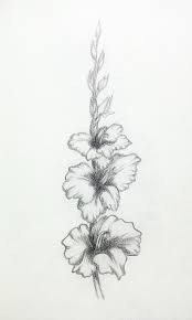 My Practice Pencildrawings Florals Gladiolus Pencil Drawings Of Flowers Flower Sketches Gladiolus Tattoo How to draw a gladiolus step by step. flowers flower sketches gladiolus tattoo