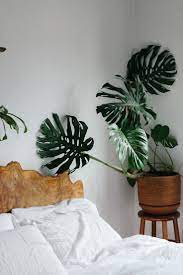 Uo Guide Small Spaces Gardening Small Space Gardening Bedroom Plants Minimal Bedroom