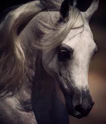 909 Me Gusta 10 Comentarios الخيل Frsanalshrae En Instagram الكويت للخيل مربط فرسان الصحراء ضح Horses Pretty Horses Beautiful Arabian Horses