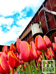 Annual Tulip Festival Near Melbourne A Field Of Vibrant Colours Tulip Festival Melbourne Yarra Valley Melbourne
