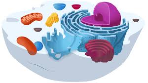 166,290 likes · 179 talking about this. Cell Biology Flipped Course On Ibiology