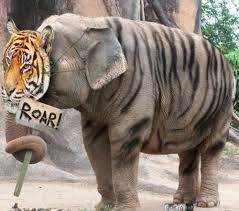 Biggest Tiger In The World Funny Animal Pictures Funny Animals Funny Animal Photos
