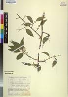 Image result for Salacia leptoclada