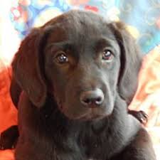 Puppyfinder.com is secure, simple and efficient way to find a puppy, sell a puppy or addopt dogs via internet. Pin On Easy
