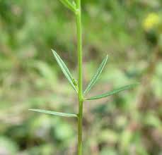 Image result for Palisota ambigua