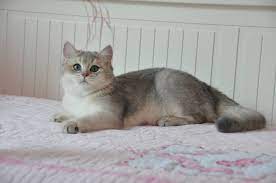 Males Golden Shaded And Silver Tabby British Shorthairs British Shorthair British Shorthair Cats Tabby