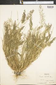 Image result for Eragrostis minor