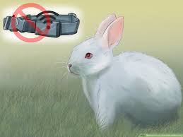 Find my pet gps has an overall score of 4.0 out of 5 stars. 3 Ways To Track A Pet With A Microchip Wikihow Pet