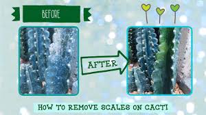 There are many different species of scale, but they all look similar (for the most part). How To Remove Scales On Cactus Mikaela Kay Youtube
