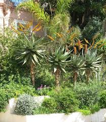 Image result for Aloe wollastonii