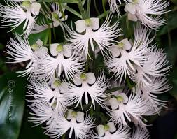 Image result for Habenaria tweedieae