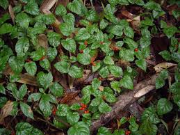 Image result for Geophila repens