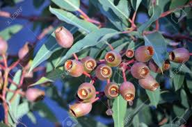 Australia's forests are full of trees which are native treasures and what's more it is like one big organic supermarket! Bunch Of Large Gumnuts On An Australian Native Red Flowering Stock Photo Picture And Royalty Free Image Image 141475308