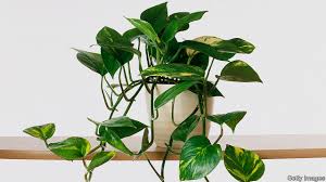 Add A Liver Enzyme To A Type Of Ivy To Purify The Air In