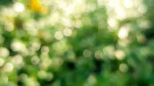Blurred And Bokeh Of Green Nature Stock Footage Green Bokeh Blurred Footage Bokeh Green Nature Bokeh Background