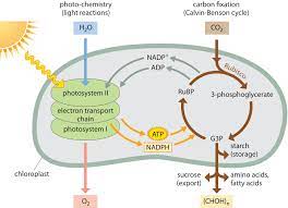 How Much Energy Is Carried By Photons Used In Photosynthesis