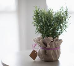 Romarin 10 Bienfaits Et Vertus Pour La Sante Romarin Plantes Aromatiques Herbes Aromatiques