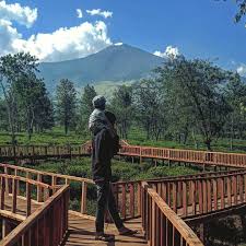343 likes · 1 talking about this · 6,349 were here. Kebun Teh Wonosari Malang Info Harga Tiket Masuk Rute Dan Jam Buka Wisatainfo