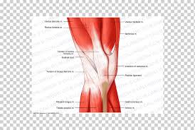 Muscle Knee Human Leg Muscular System Human Anatomy Rectus Femoris Function Text Hand Anatomy Png Klipartz