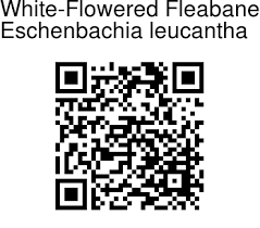 Image result for Eschenbachia