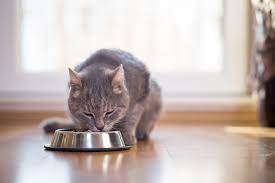 Best Food For Indoor Cats Country Veterinary Clinic