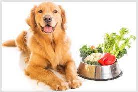 Taste of the wild dog food for golden retrievers. Best Dog Food For Golden Retriever Canned Or Kibble Food
