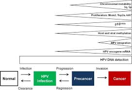 Precancerous conditions of the cervix include squamous intraepithelial lesions (sils). Human Papillomavirus Infection And The Multistage Carcinogenesis Of Cervical Cancer Abstract Europe Pmc