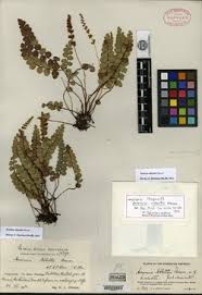 Image result for Anemia angolensis