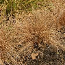 Maybe you would like to learn more about one of these? Carex Comans Bronze Form New Zealand Hair Sedge Gardeners Dream
