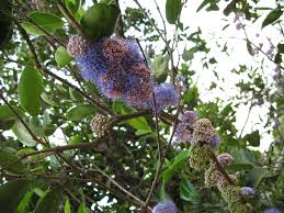 Image result for Memecylon sp. D