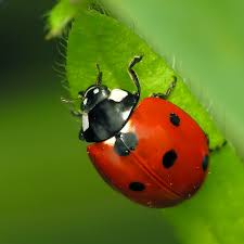 Coccinella Septempunctata Wikipedia