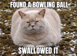 Let's face it, cats are the unofficial mascots of the internet. Top 10 Funniest Fat Cat Memes On The Internet Petpress