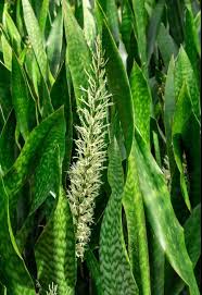 Image result for Sansevieria hyacinthoides