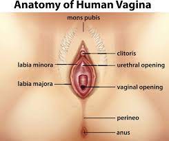 Female Anatomy: Labeled Diagrams (Inside and Outside)