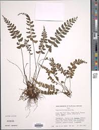 Image result for Asplenium hemitomum