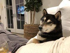 Black And Tan Shiba Inu Mix Corgi Shiba Inu Mix Reviewed By Vets 3 Reasons To Avoid Doggypedia In 2020 Shiba Inu Shiba Inu Black Shiba Inu Mix