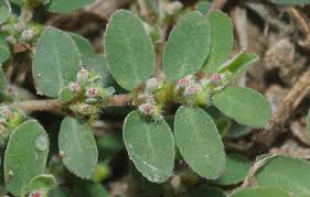 Image result for Euphorbia prostrata