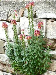 Antirrhinum Majus Snapdragon World Of Flowering Plants Antirrhinum Snapdragon Flowers Trees To Plant