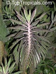 Conocido por sus propiedades antiestrés, también. Plantas Que Curan Y Sanan La Diabetes 4 Poderosas Plantas Que Te Ayudan A Controlar La Diabetes Las Mejores Plantas Para La Diabetes The Best Drop Fade Hairstyles